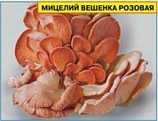 Мицелий грибов Вешенка розовая (12 палочек)