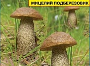 Мицелий грибов Подберёзовик (50мл)