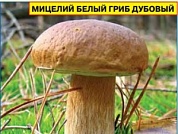 Мицелий грибов Белый гриб дубовый (50мл)