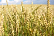 Пшеница яровая (весовой)
